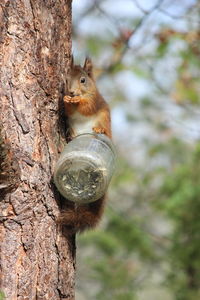 Close-up of squirrel on tree trunk