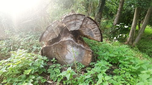 Close-up of tree trunk in forest