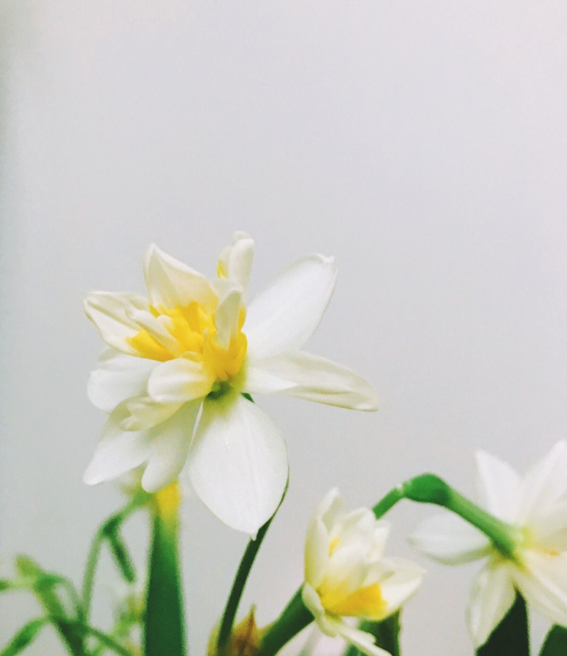 flower, fragility, petal, freshness, nature, flower head, growth, beauty in nature, white color, close-up, plant, blooming, no people, day, outdoors