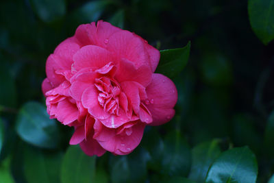 Close-up of pink flower blooming outdoors