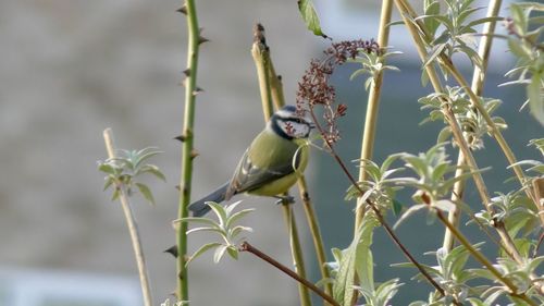 Close-up of bird perching on plant