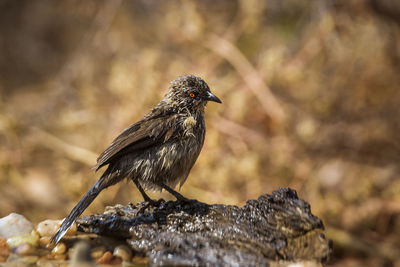 Close-up of bird perching on rock