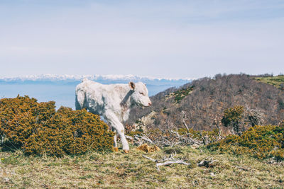 Cow standing in a field