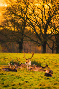 Wild deer richmond park
