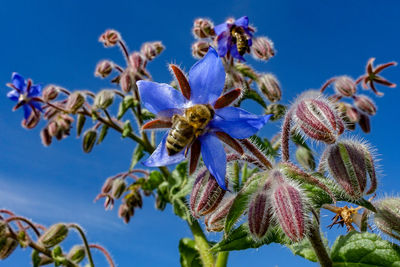 Low angle view of purple flowering plants against blue sky