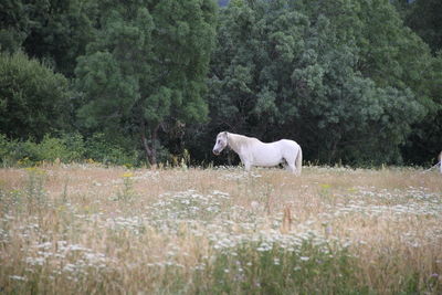 View of a horse on grass