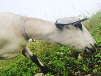 Cow standing in a field