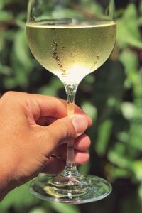 Close-up of hand holding glass of wine