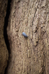 Close-up of insect on wood