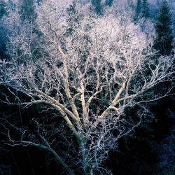 Close-up of frozen tree