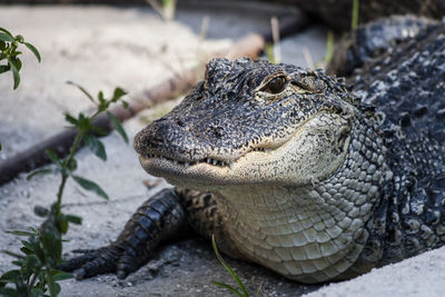 Close-up of lizard