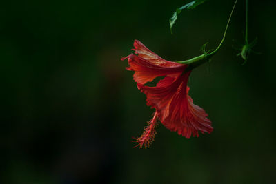 Close-up of red hibiscus flower