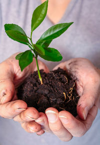 Cropped hand holding plant