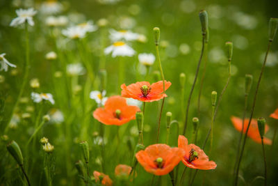 Close-up of orange flowers on field