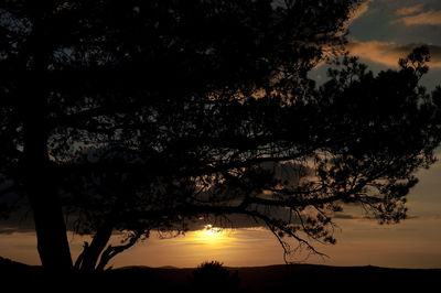 Silhouette of trees at sunset