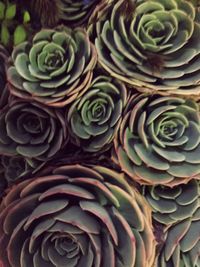 Full frame shot of cactus