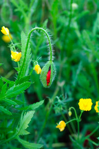 Close-up of butterfly pollinating on yellow flower