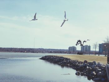 Seagulls flying in the sky