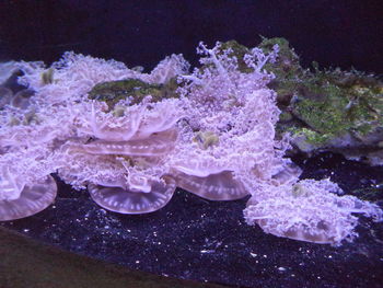Close-up of jellyfish swimming in sea