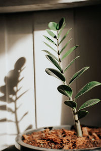 Close-up of potted plant on table at home