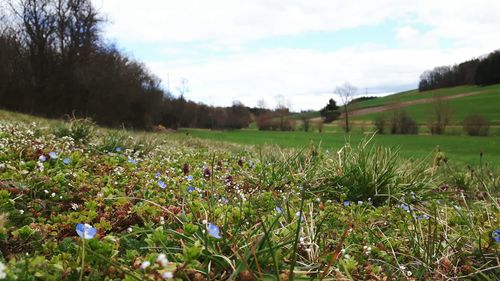 Plants growing on field