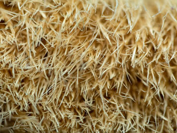 Full frame shot of dry plants