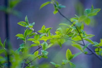 Fresh, green leaves of a bird cherry tree during spring.