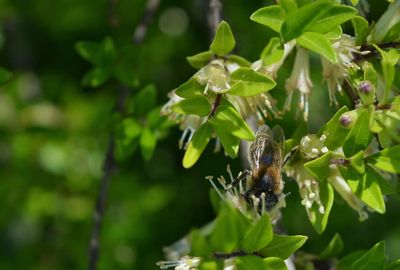 Close-up of bee pollinating flower