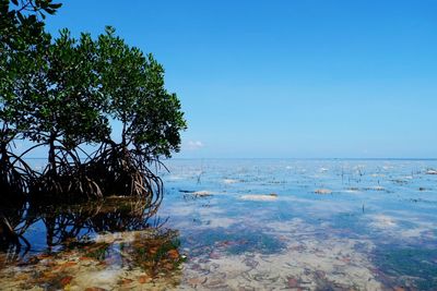 Scenic view of sea against clear blue sky