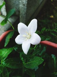 Close-up of white flower