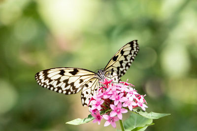 Paper kite butterfly idea leuconoe perches on a flower in a garden in taiwan