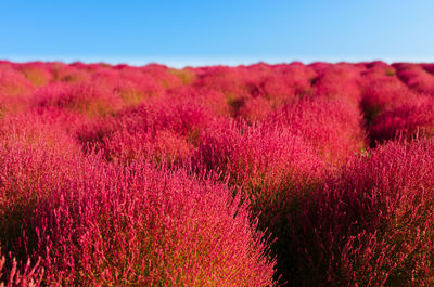 Close-up of flowers growing in field against clear sky