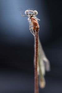 Close-up of insect