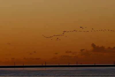 Birds flying in sky during sunset
