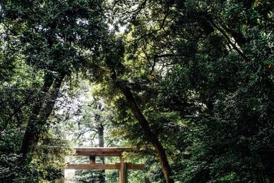 Trees in forest