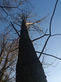 Low angle view of tree against sky