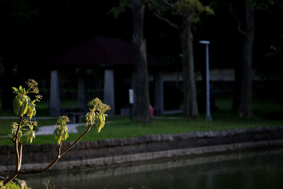 Plant growing on field by house at night