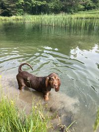 High angle view of bloodhound puppy, swimming in lake.