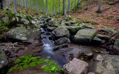 Scenic view of waterfall in forest
