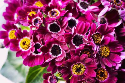 Close-up of flowers