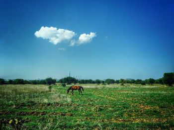 Scenic view of agricultural field against sky