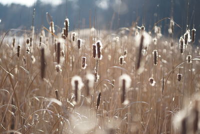 Close-up of wet grass on field