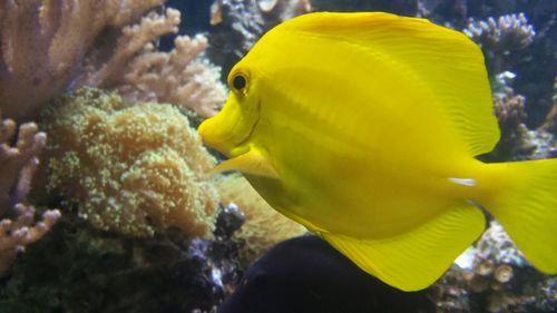 Close-up of fish underwater