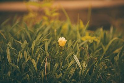 Close-up of yellow flowers blooming in field