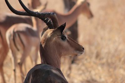 Close-up of an impala