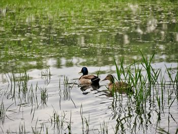 Ducks swimming on lake