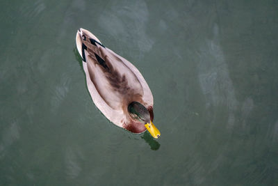 High angle view of fish swimming in lake