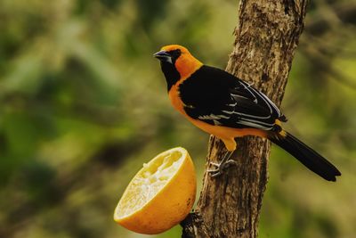 Close-up of bird perching on tree trunk