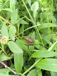 Close-up of insect on grass