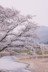 Cherry blossoms against sky